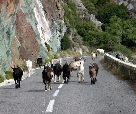 A Rena D'oru Hotel 2*